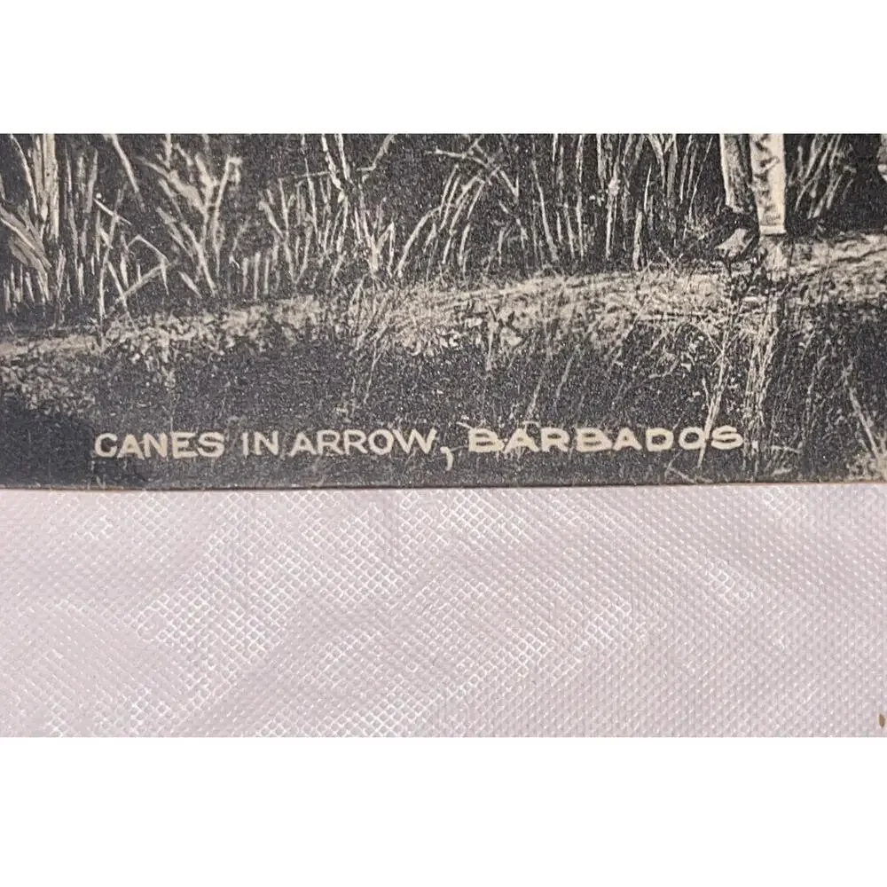 Vintage Postcard Barbados Caribbean Sugar Cane Workers